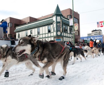 Image : Iditarod Race