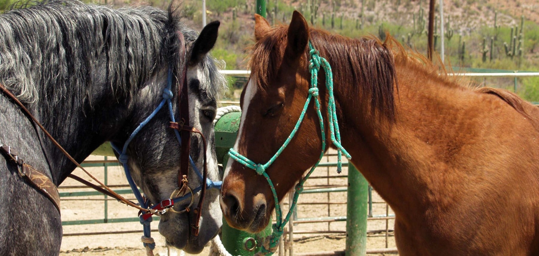 Arizona-Horseback-Riding-Tanque-Verde-Ranch (1)