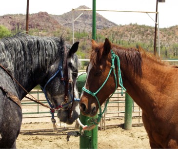 Image : Tanque Verde Ranch