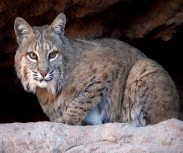 Image : Arizona Sonora Desert Museum