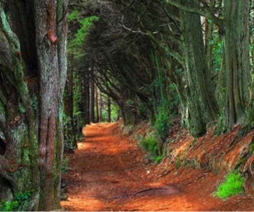 Image : Redwood National Park