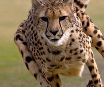 Image : Safari Park San Diego