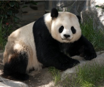 Image : Zoo de San Diego