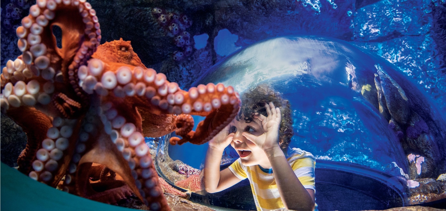 Californie-SeaWorld-San-Diego
