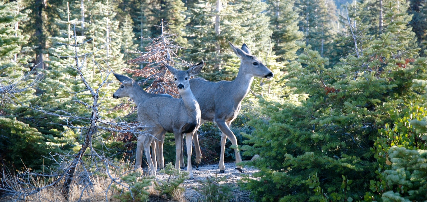 Californie-Sequoia-Kings-Canyon-National-Park