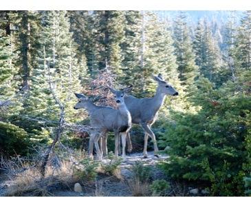 Image : Sequoias et Kings Canyon National Park
