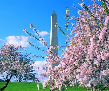 Image : Les multiples parcs et jardins de Washington DC