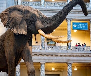 Image : National Museum of Natural History