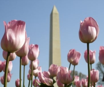 Image : Le Monument de Washington