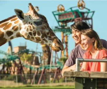 Image : Busch Gardens Tampa Bay