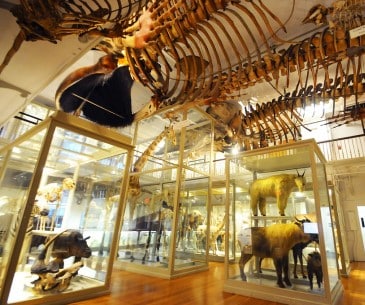 Image : Harvard Museum of Natural History