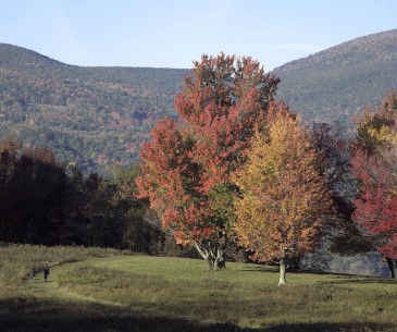 Image : Mohawk Trail