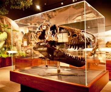Image : Museum of the rockies