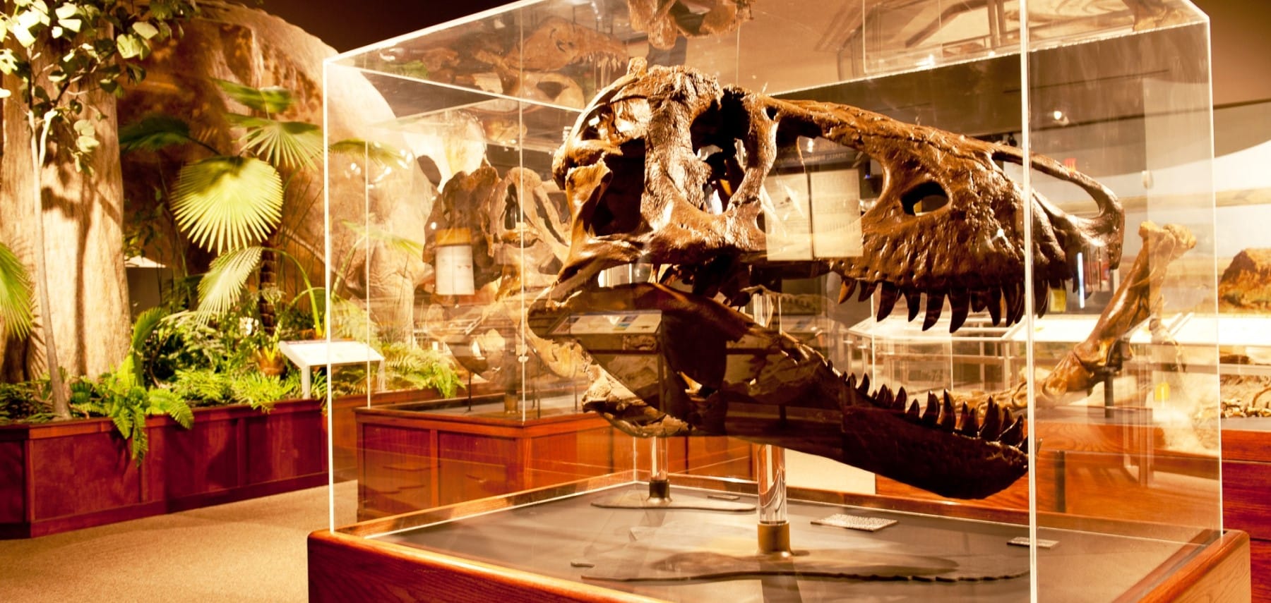 Montana-Museum-of-the-Rockies