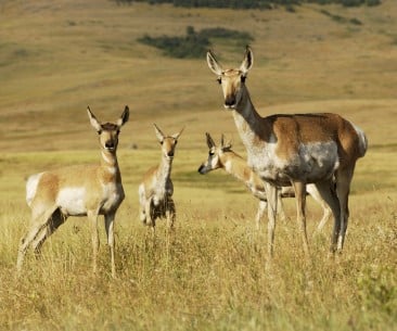 Image : National Bison Range