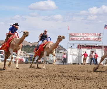 Image : Virginia City International Camel Races
