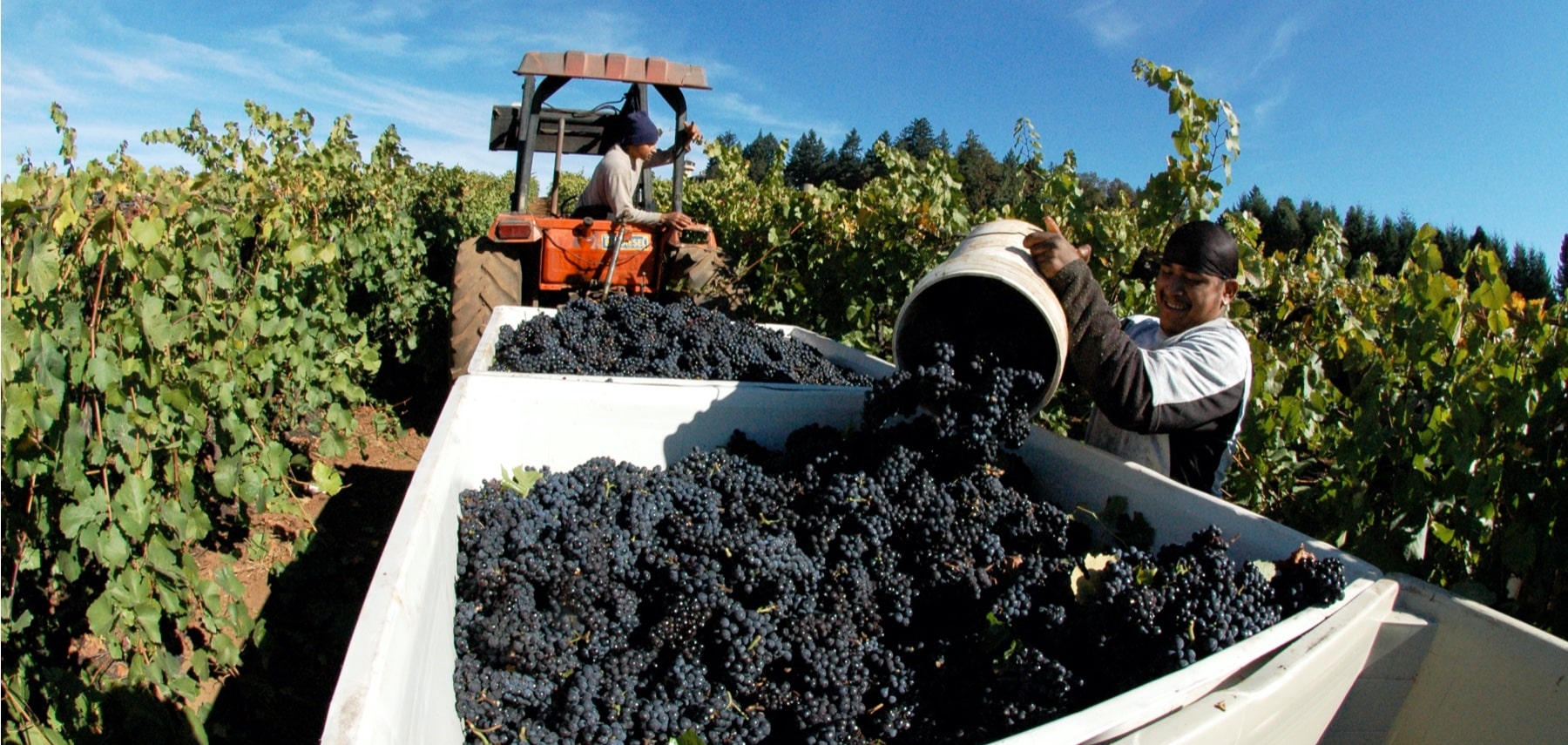 Oregon-The-Willamette-Valley