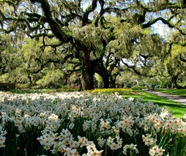Image : Brookgreen Gardens