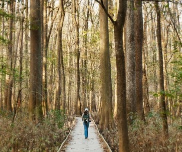 Image : Congaree National Park