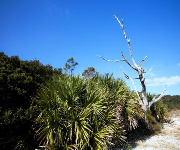 Image : Daufuskie Island Tour