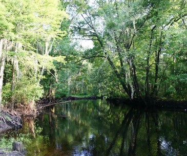Image : Little Pee Dee State Park