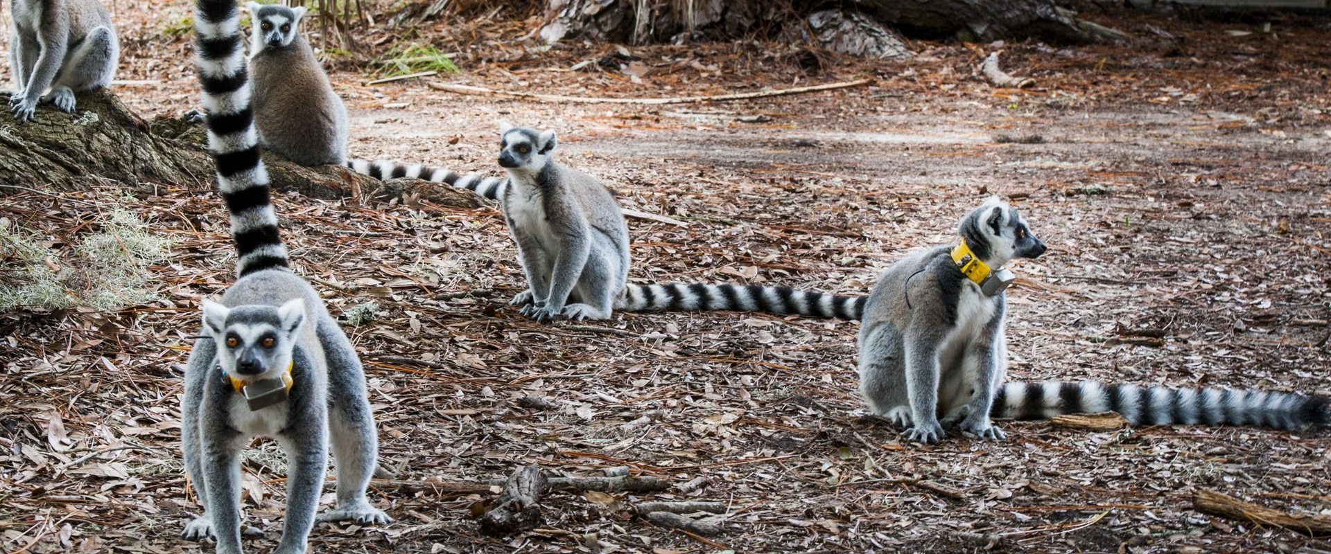 StCatherinesIsland_Lemurs_03_GLJohnson-custom 2000 800