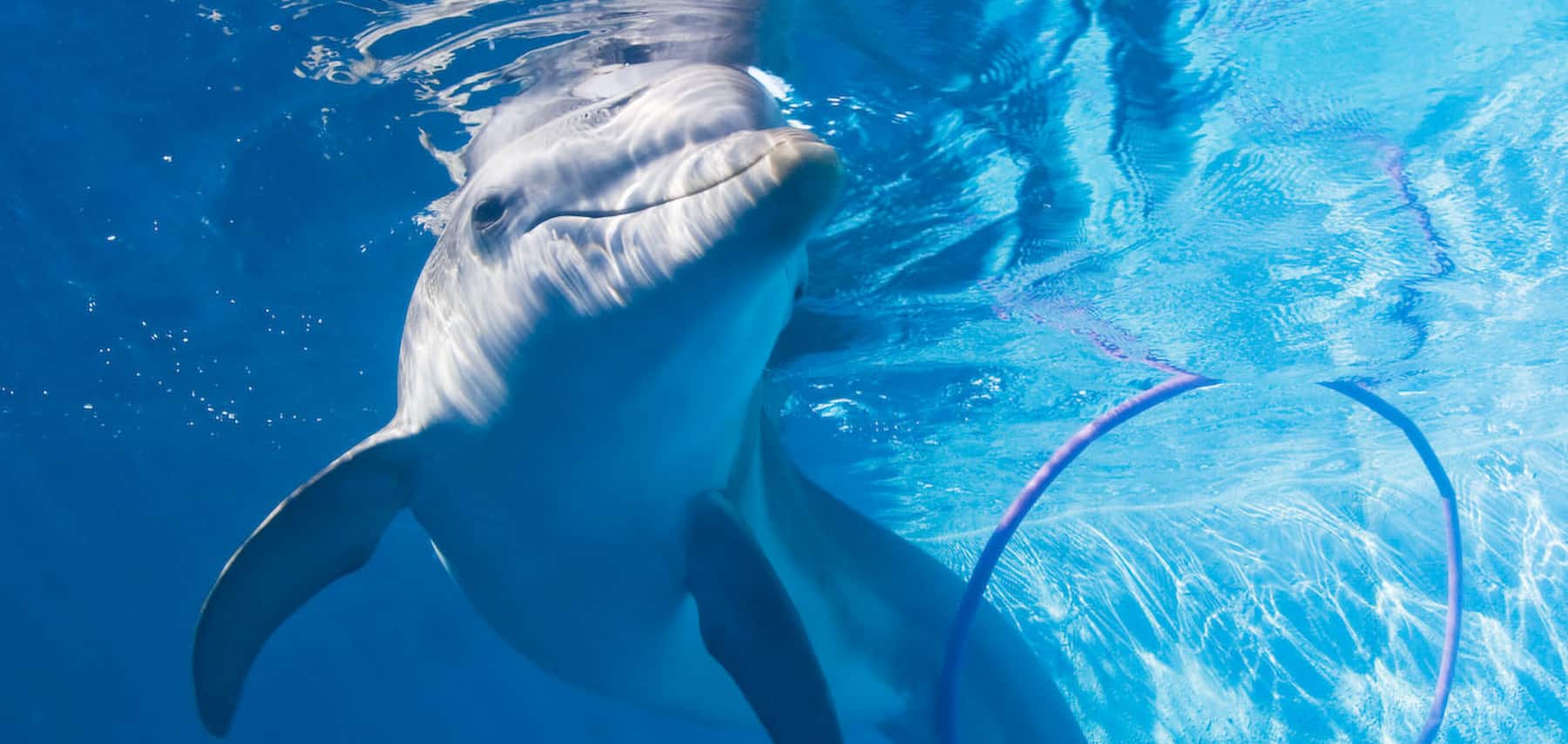 (C)C GRANT 07     www.oceangrant.com