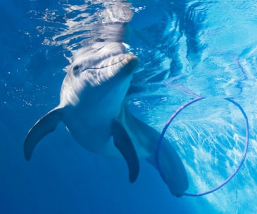 Image : Clearwater Marine Aquarium