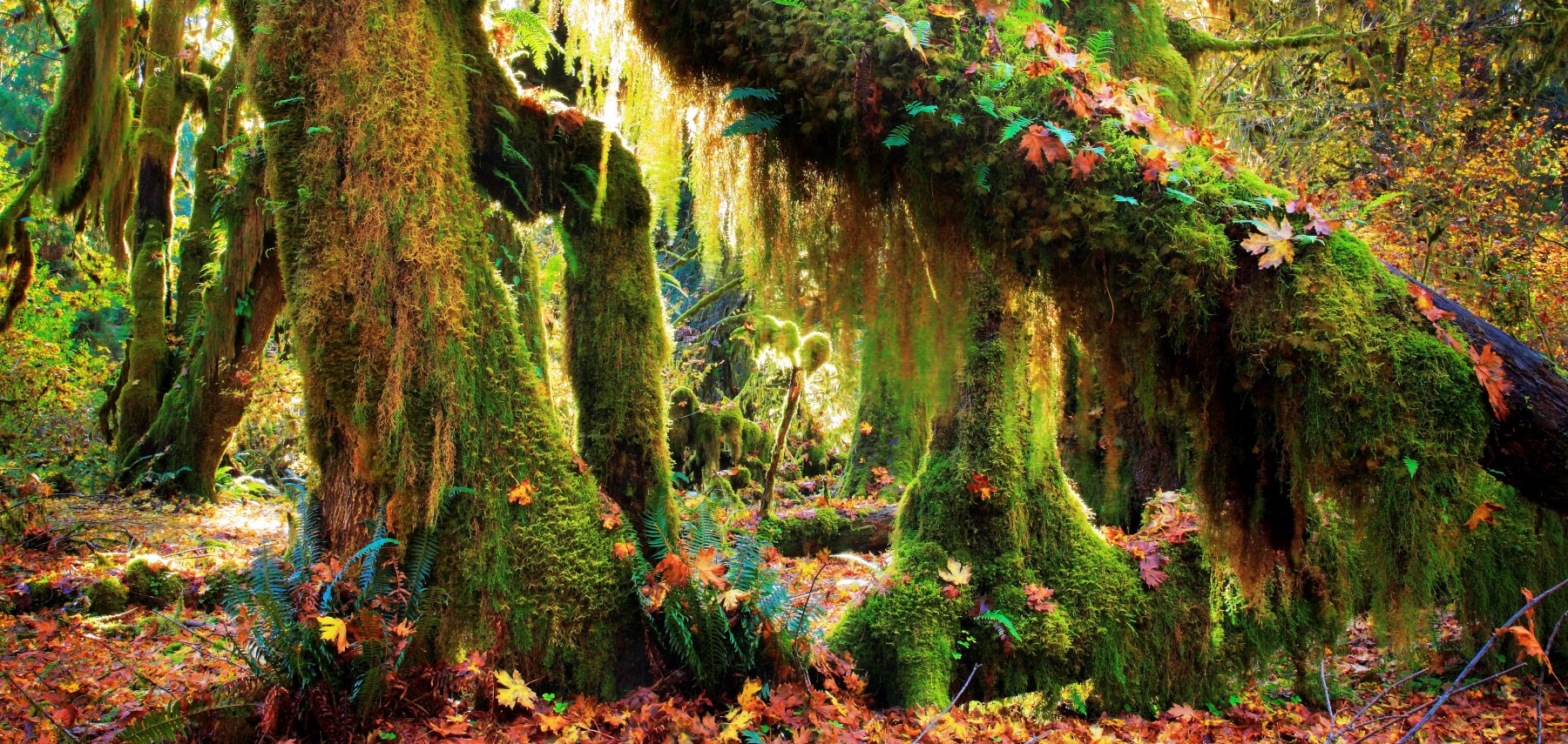 Washington-Hoh-Rainforest