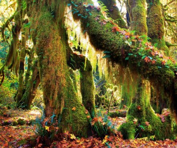 Hoh Rainforest