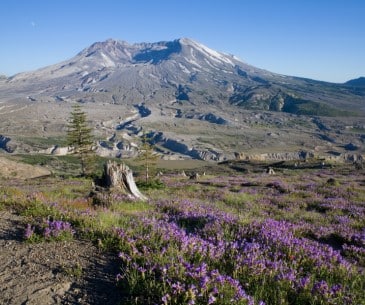 Image : Mt St Helens National Monument