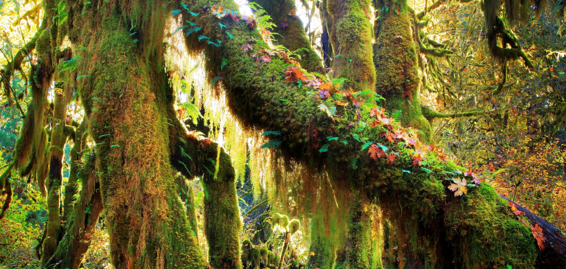 Washington-Olympic-National-Park