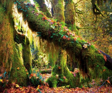 Image : Olympic National Park