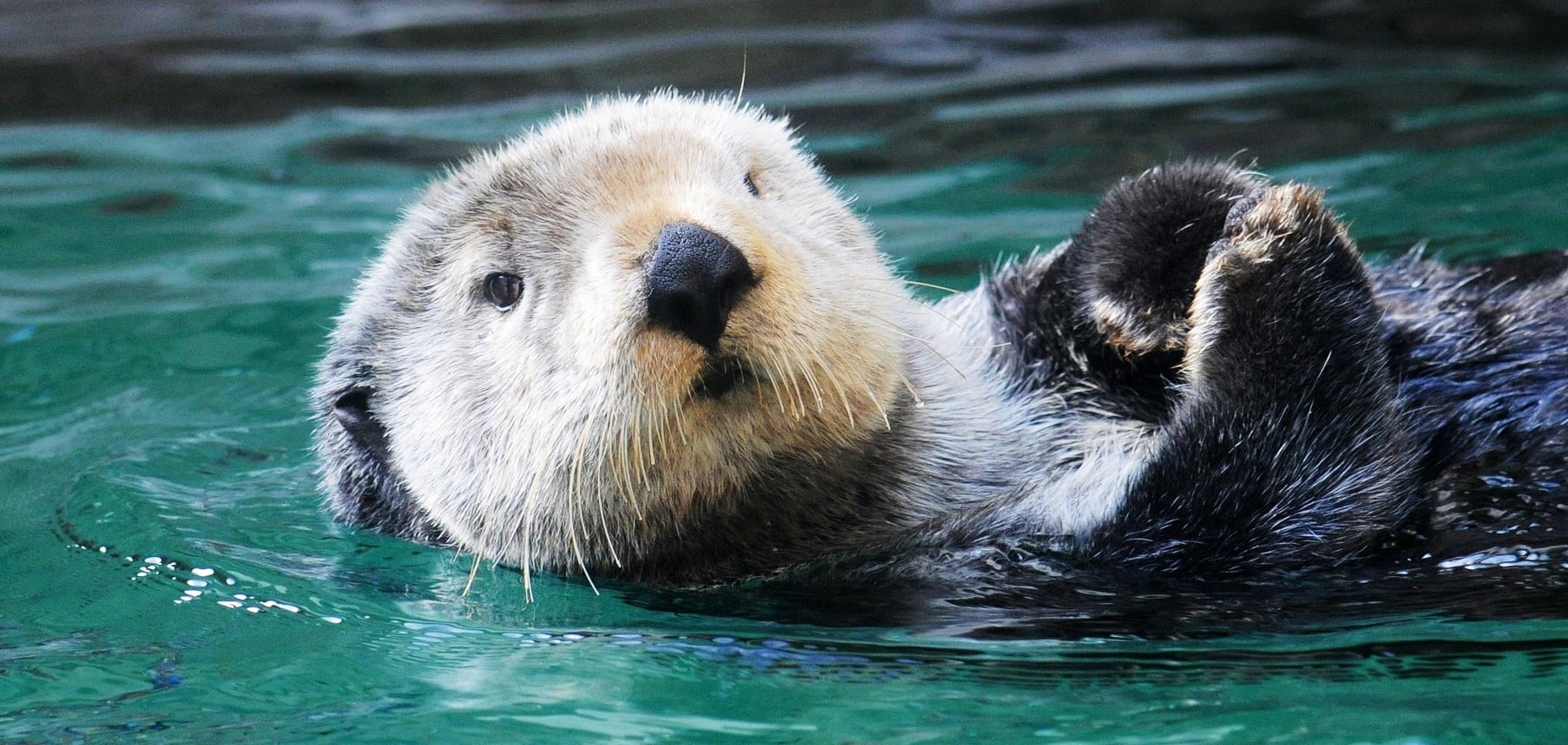 Washington-Seattle-Aquarium