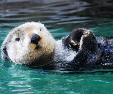 Image : Seattle Aquarium