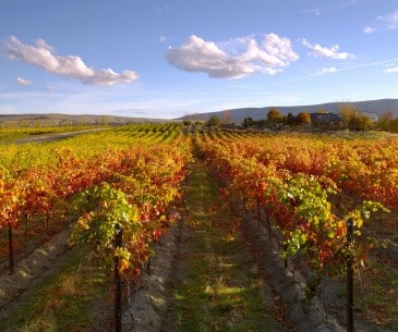 Image : Les vignobles de Washington State