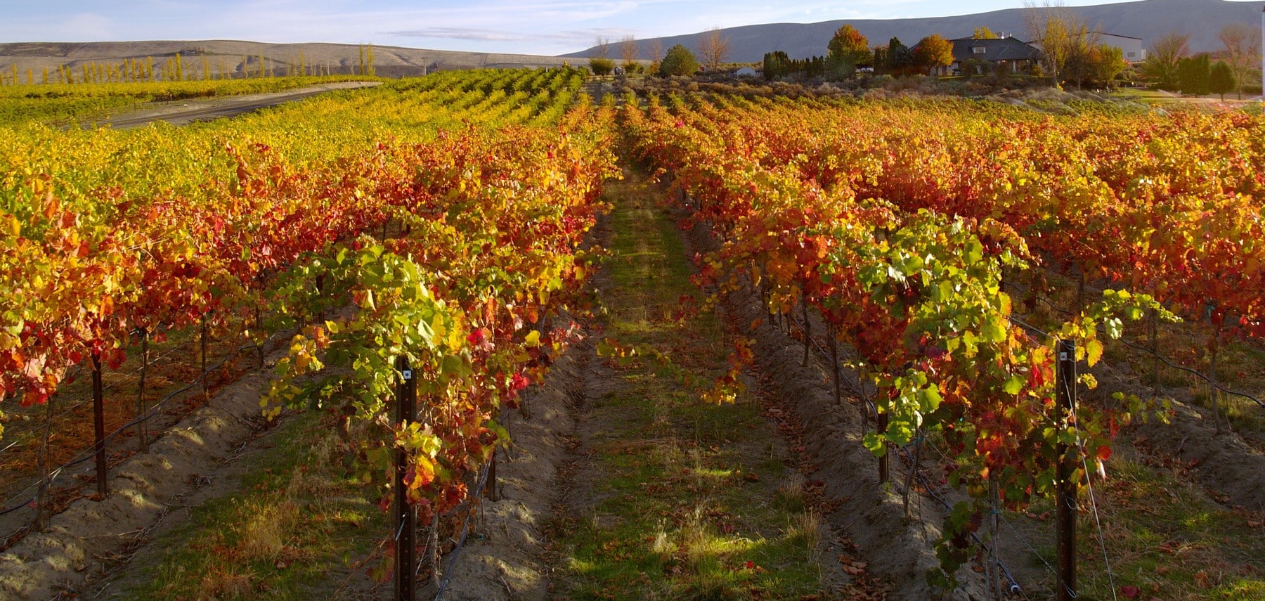 Washington-Vineyard