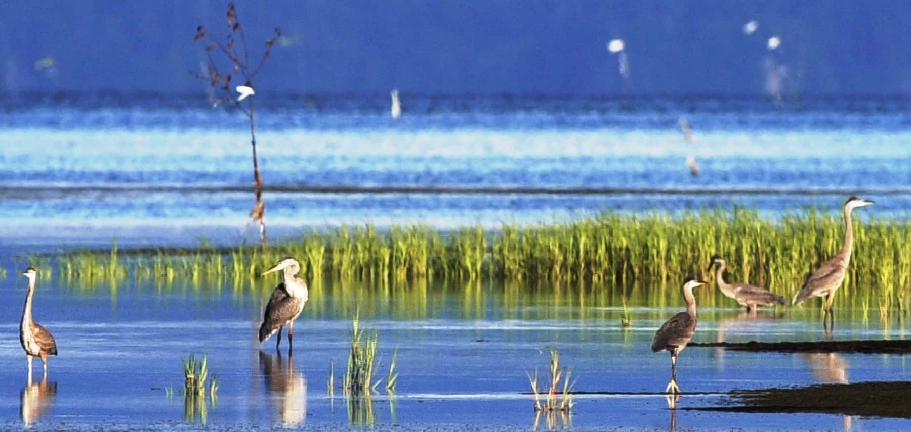 Washington-Willapa-Wildlife-National-Refuge