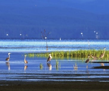 Image : Willapa Wildlife National Refuge