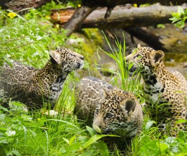 Image : Woodland Park Zoo