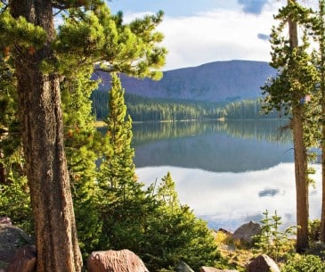 Image : Ashley National Forest