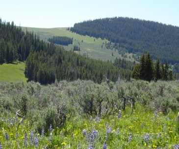 Image : Bighorne National Forest