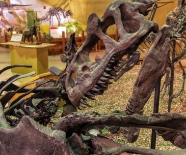 Image : The Wyoming Dinosaur Center