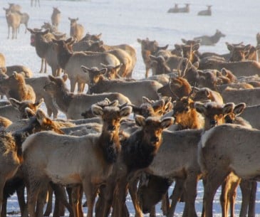 Image : National Elk Refuge