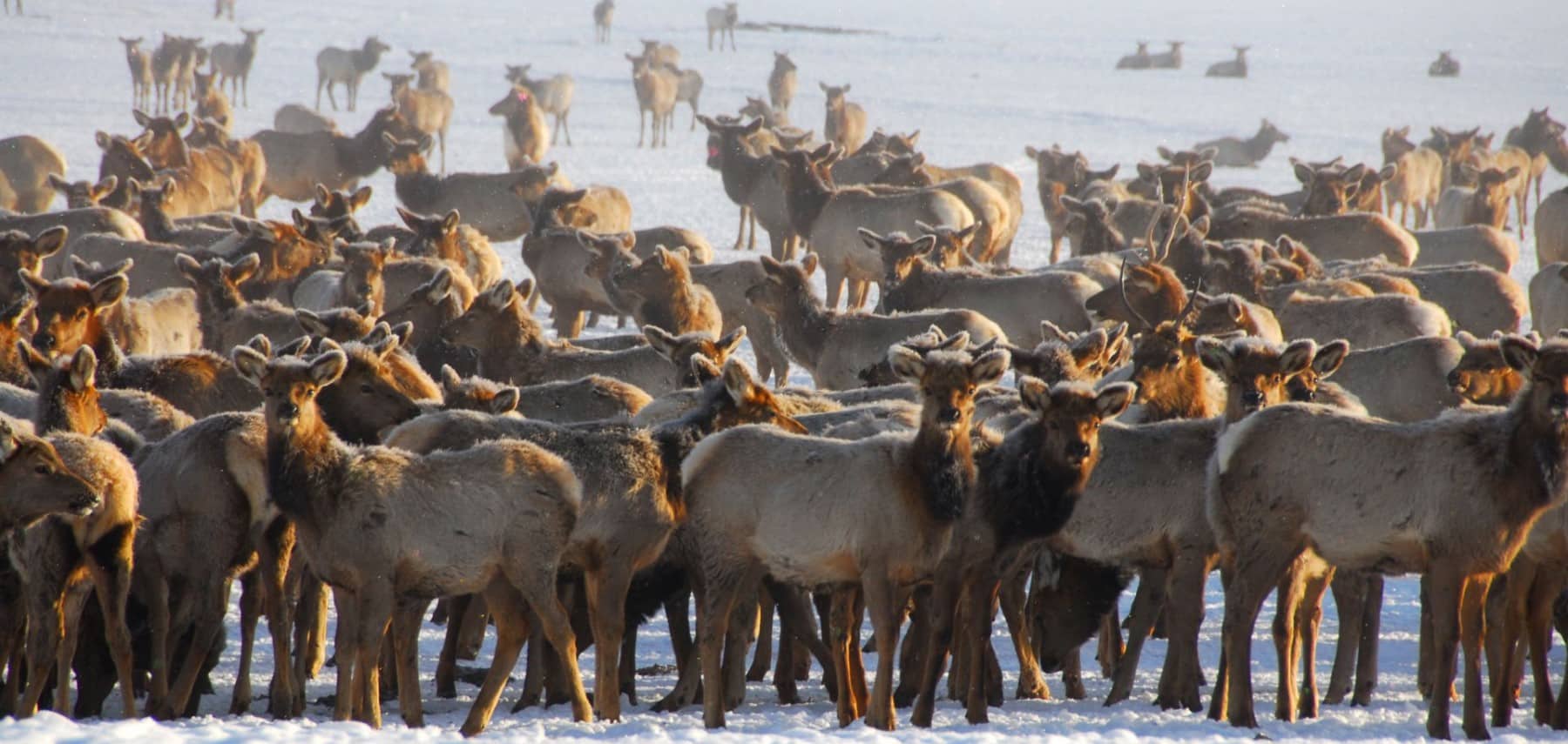 Wyoming-National-Elk-Refugee