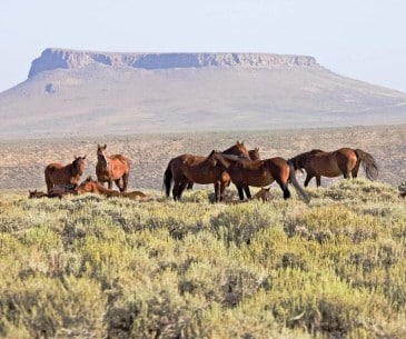 Image : Pilot Butte