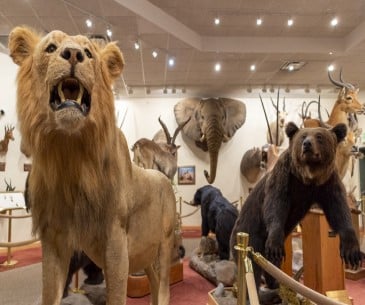 Image : Weidner Wildlife Exhibit