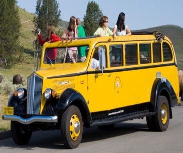 Image : Yellow buses dans Yellowstone