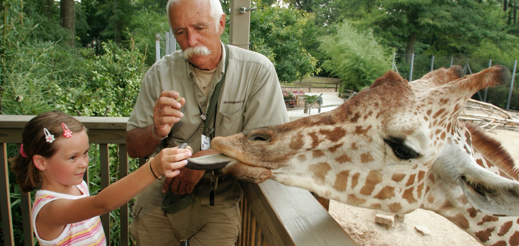 BirminghamZooFeedingGiraffe