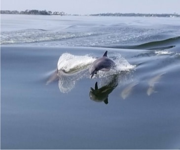 Image : Les croisières d'observation des dauphins